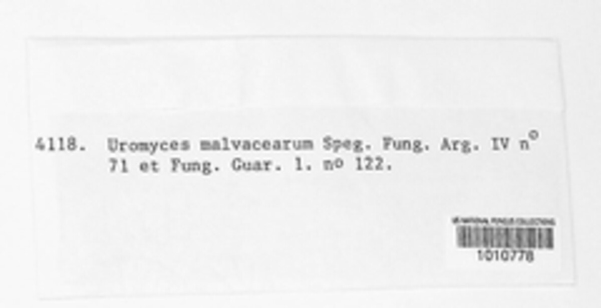 Uromyces malvacearum image